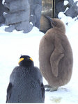 20060108_penguin_3.jpg