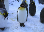 20060108_penguin_4.jpg