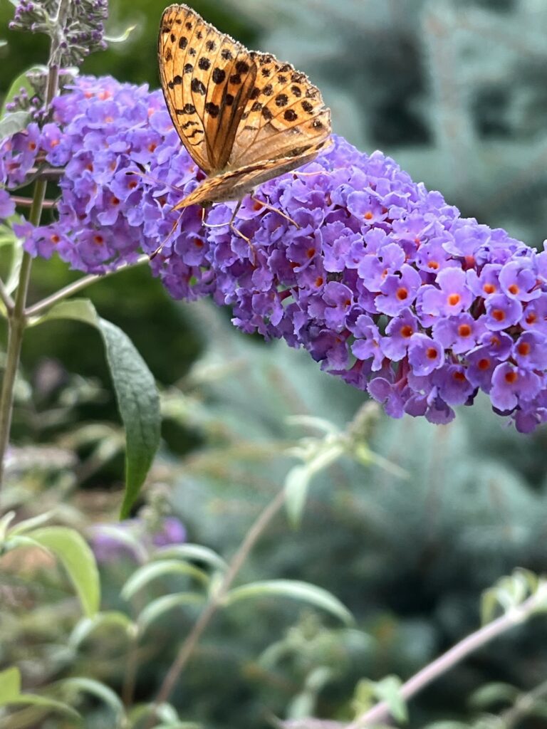 ブッドレアとヒョウモンチョウ